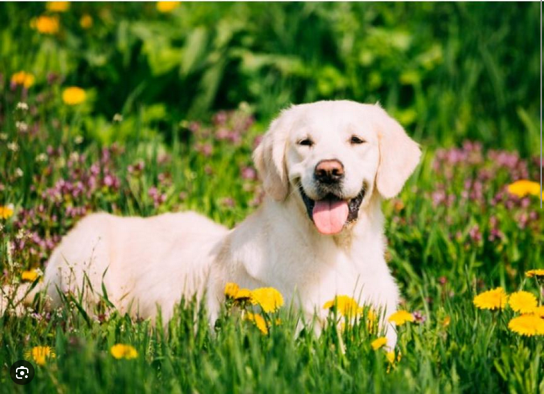 Dog Poop Pickup in Green Oak Michigan
