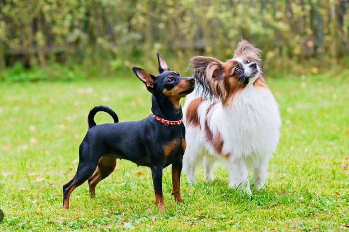 Dog Poop Pickup in Green Oak Michigan